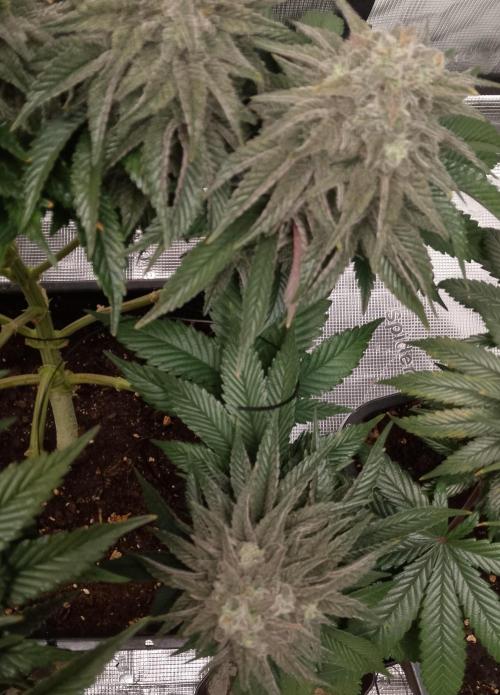 Skunk et Super Skunk Sensi Seeds. Week 12