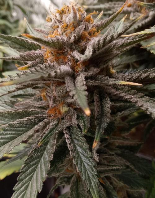 Skunk et Super Skunk Sensi Seeds. Week 12