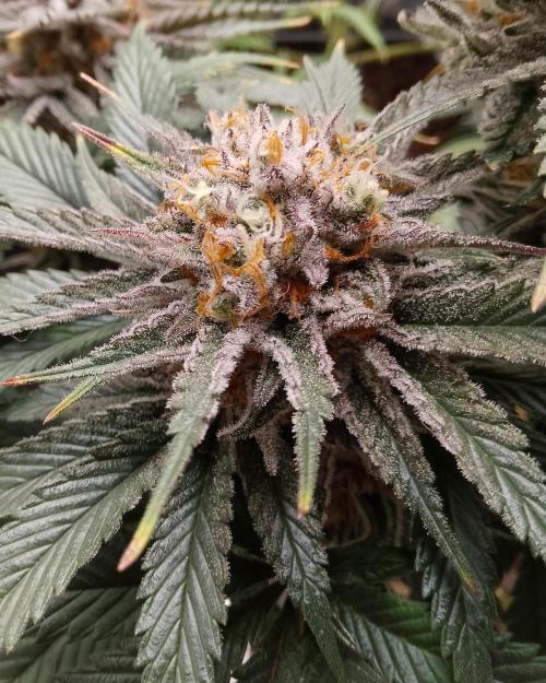 Skunk et Super Skunk Sensi Seeds. Week 12