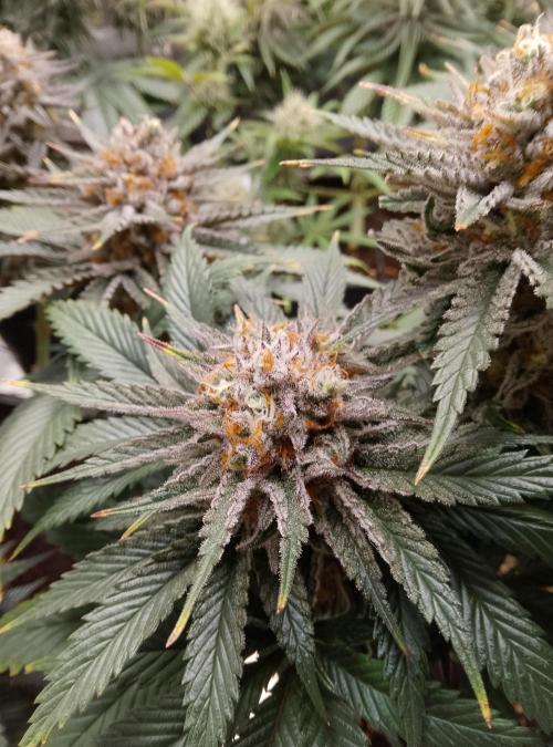 Skunk et Super Skunk Sensi Seeds. Week 12