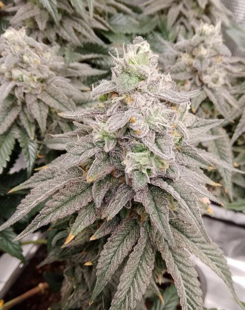 Skunk et Super Skunk Sensi Seeds. Week 12