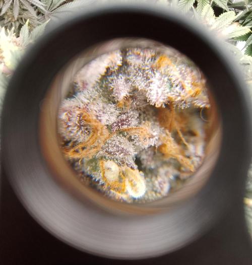 Skunk et Super Skunk Sensi Seeds. Week 12