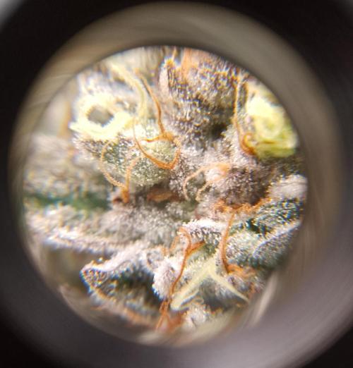 Skunk et Super Skunk Sensi Seeds. Week 12