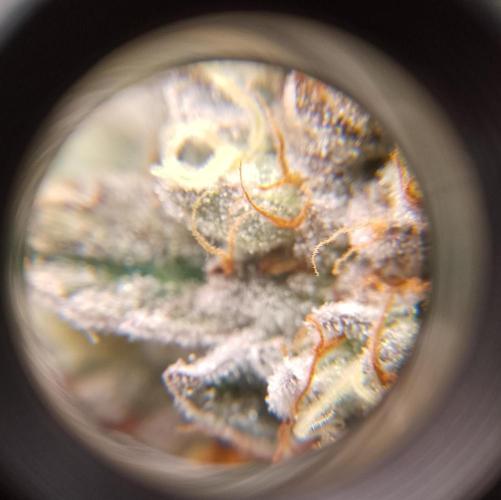 Skunk et Super Skunk Sensi Seeds. Week 12
