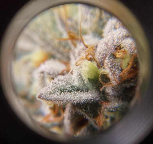 Skunk et Super Skunk Sensi Seeds. Week 12