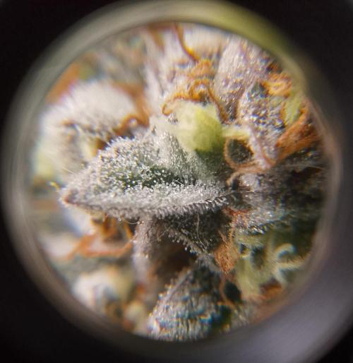 Skunk et Super Skunk Sensi Seeds. Week 12