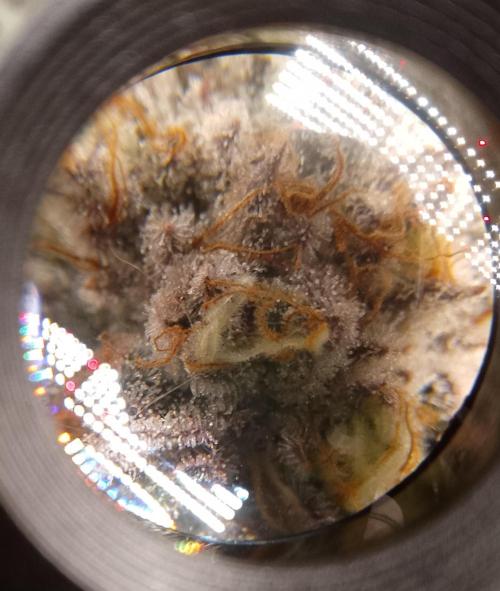 Skunk et Super Skunk Sensi Seeds. Week 12