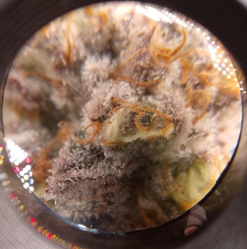 Skunk et Super Skunk Sensi Seeds. Week 12