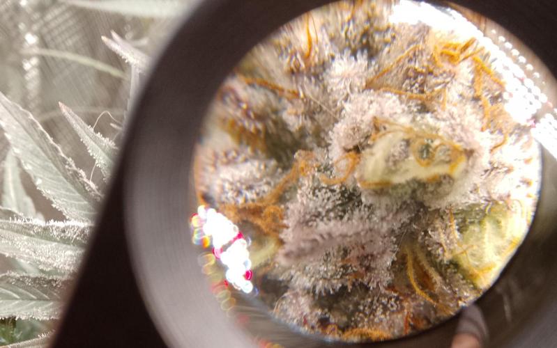 Skunk et Super Skunk Sensi Seeds. Week 12