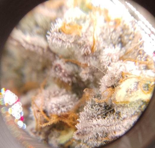 Skunk et Super Skunk Sensi Seeds. Week 12