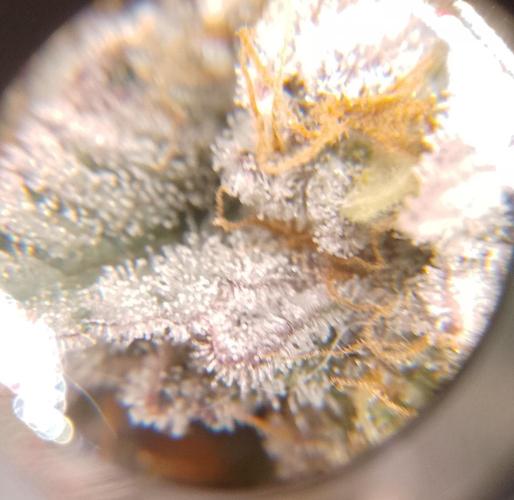 Skunk et Super Skunk Sensi Seeds. Week 12