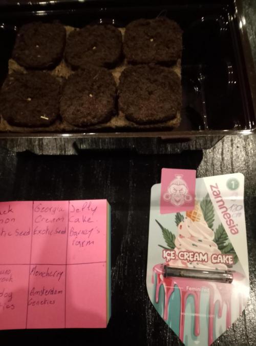 Ice Cream Cake Zamnesia. Week 0