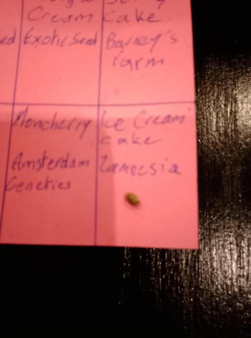 Ice Cream Cake Zamnesia. Week 0