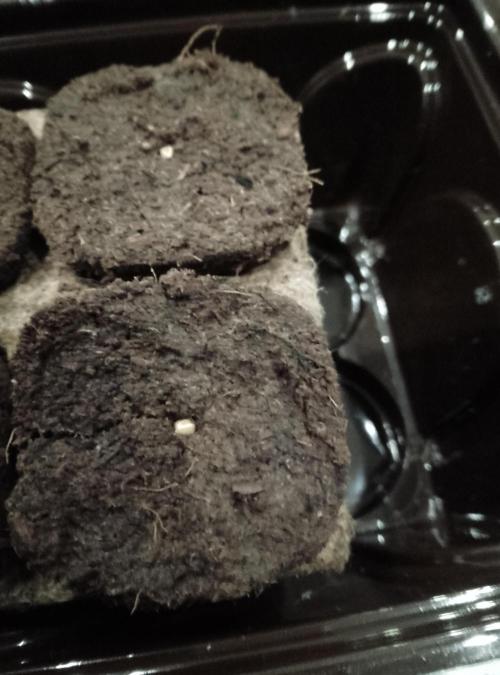 Ice Cream Cake Zamnesia. Week 0
