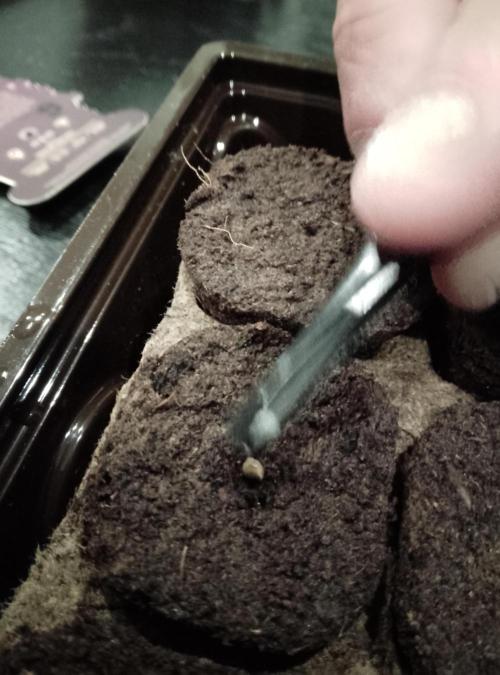 Ice Cream Cake Zamnesia. Week 0