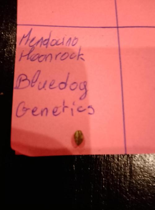 Mendocino moonrock bluedog Genetics. Week 0