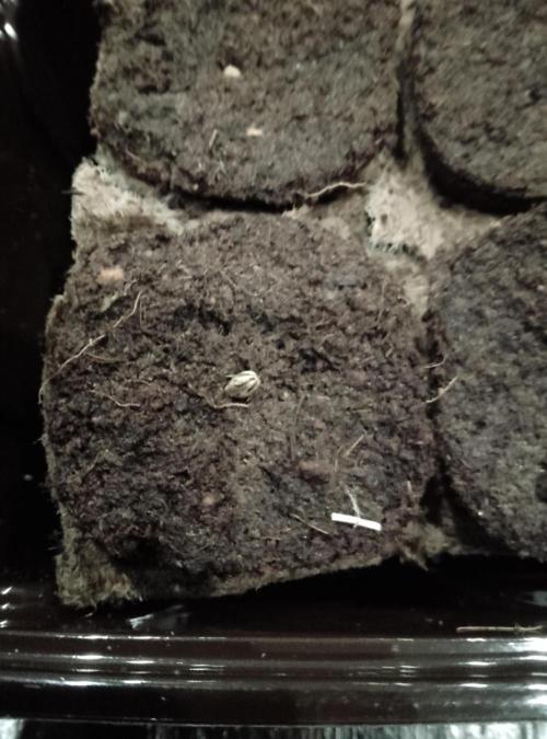 Mendocino moonrock bluedog Genetics. Week 0