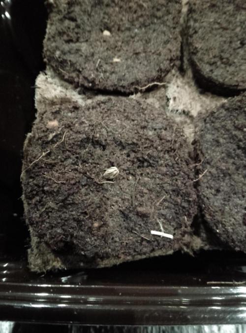 Mendocino moonrock bluedog Genetics. Week 0