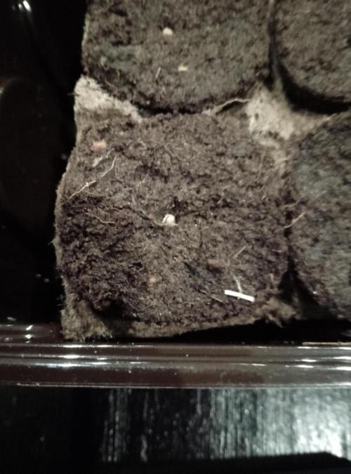 Mendocino moonrock bluedog Genetics. Week 0