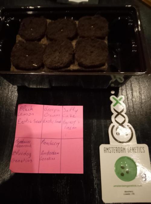 Moncherry Amsterdam genetics. Week 0