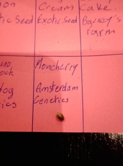 Moncherry Amsterdam genetics. Week 0