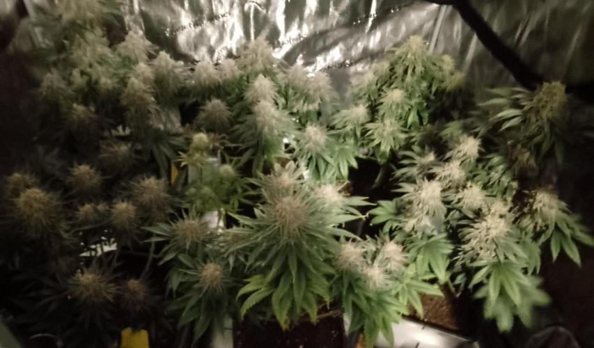 Skunk et Super Skunk Sensi Seeds. Week 13
