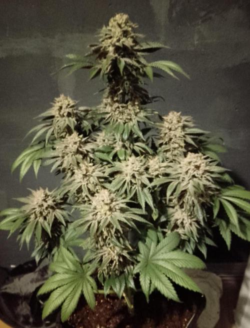 Skunk et Super Skunk Sensi Seeds. Week 13
