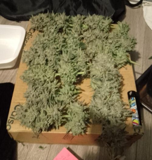 Skunk et Super Skunk Sensi Seeds. Week 13