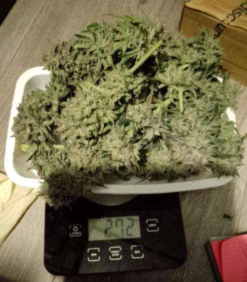 Skunk et Super Skunk Sensi Seeds. Week 13