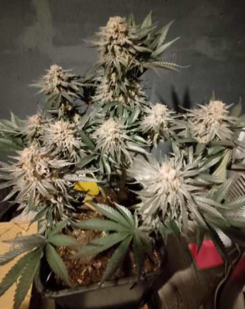 Skunk et Super Skunk Sensi Seeds. Week 13