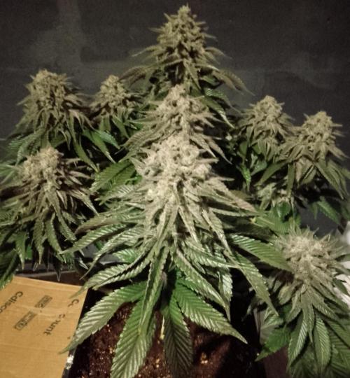 Skunk et Super Skunk Sensi Seeds. Week 13