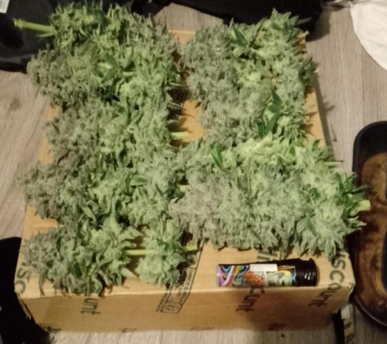 Skunk et Super Skunk Sensi Seeds. Week 13