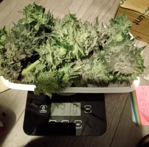 Skunk et Super Skunk Sensi Seeds. Week 13