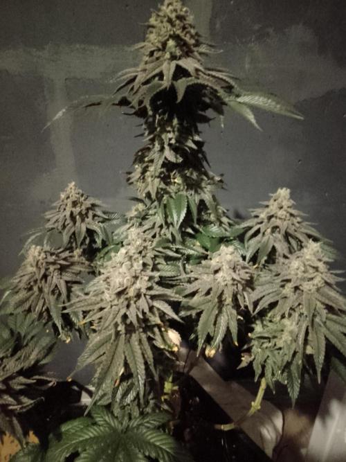 Skunk et Super Skunk Sensi Seeds. Week 13