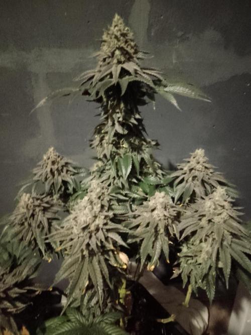Skunk et Super Skunk Sensi Seeds. Week 13