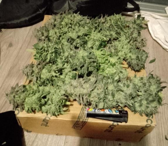 Skunk et Super Skunk Sensi Seeds. Week 13