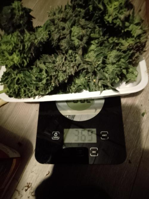 Skunk et Super Skunk Sensi Seeds. Week 13