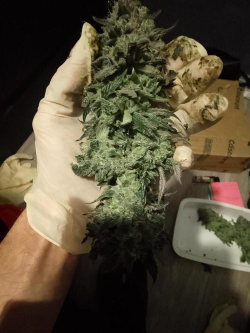 Skunk et Super Skunk Sensi Seeds. Week 13