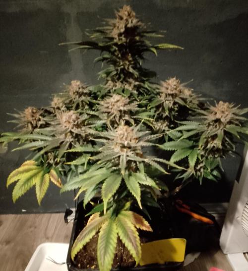 Skunk et Super Skunk Sensi Seeds. Week 13