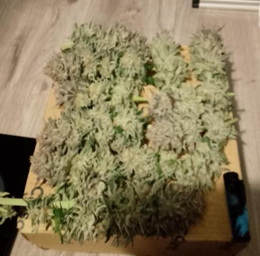 Skunk et Super Skunk Sensi Seeds. Week 13