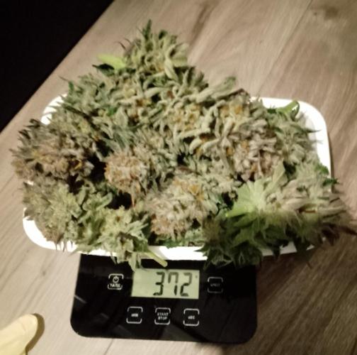 Skunk et Super Skunk Sensi Seeds. Week 13