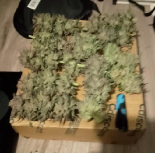 Skunk et Super Skunk Sensi Seeds. Week 13