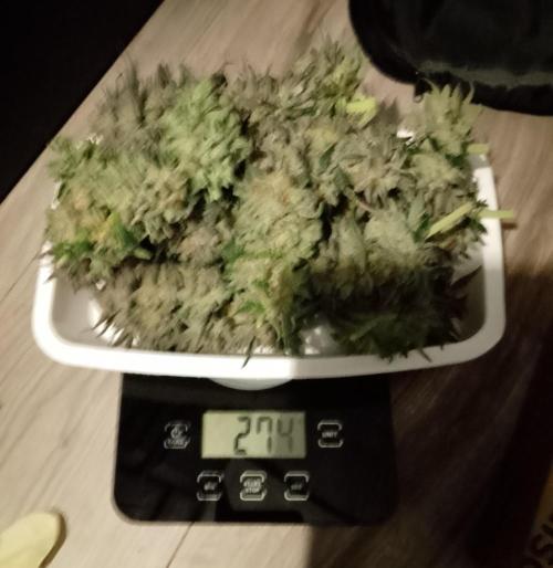 Skunk et Super Skunk Sensi Seeds. Week 13