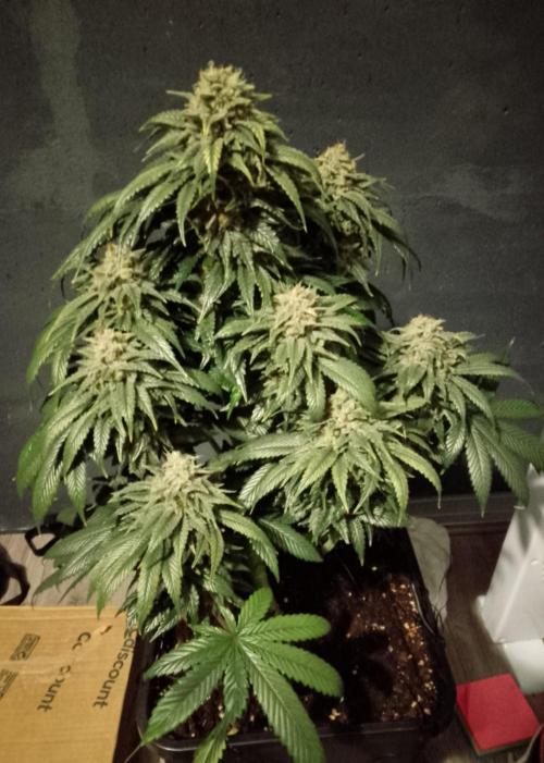 Skunk et Super Skunk Sensi Seeds. Week 13