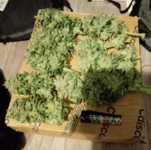 Skunk et Super Skunk Sensi Seeds. Week 13