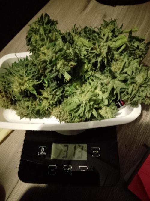 Skunk et Super Skunk Sensi Seeds. Week 13