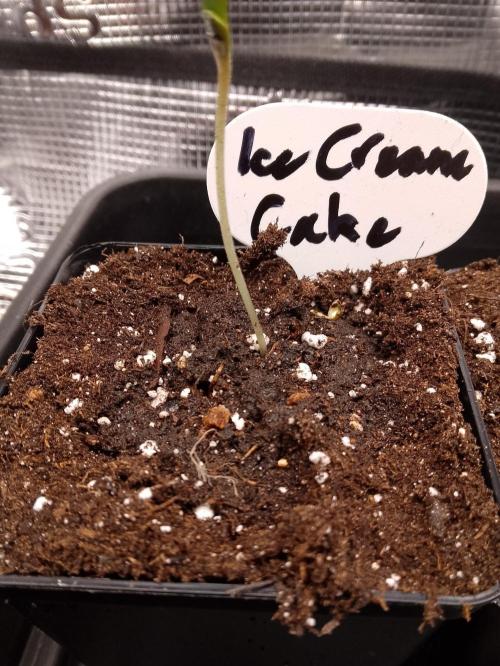 Ice Cream Cake Zamnesia. Week 0