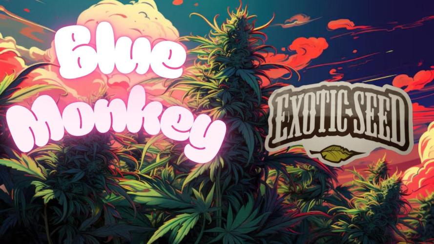 Blue Monkey Exotic seed. Week 0