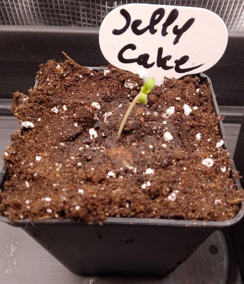 Jelly Cake Barney's Farm. Week 1