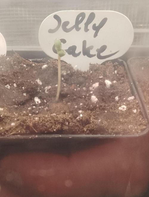 Jelly Cake Barney's Farm. Week 1